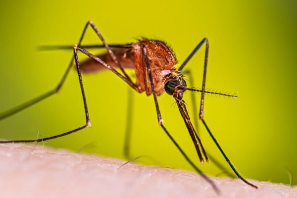 Anopheles-freeborni-resting-female-16-9