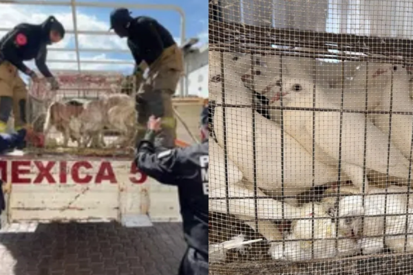 Captura-de-pantalla-2026-03-22-174921