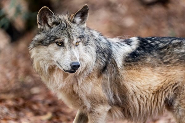 Lobo_Mexicano_0009-1200x800-1