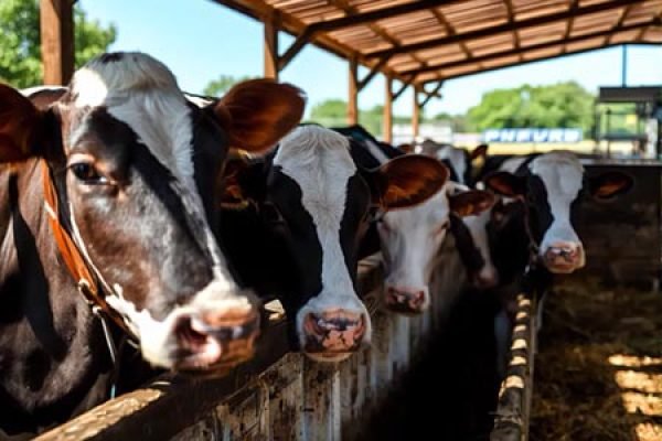 USDA-mantiene-cerrado-paso-de-ganado-mexicano-por-plaga