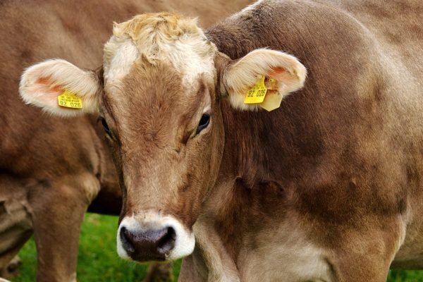 alexas_fotos-cow-2782461