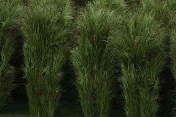 asi-fue-el-pago-y-las-condiciones-de-los-arbustos-en-el-historico-show-de-bad-bunny-19c253e8