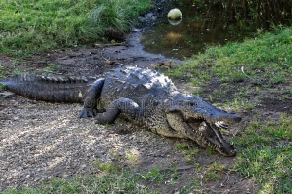 ataque-de-cocodrilo-deja-hombre-herido-en-zona-costera-de-oaxaca-710032