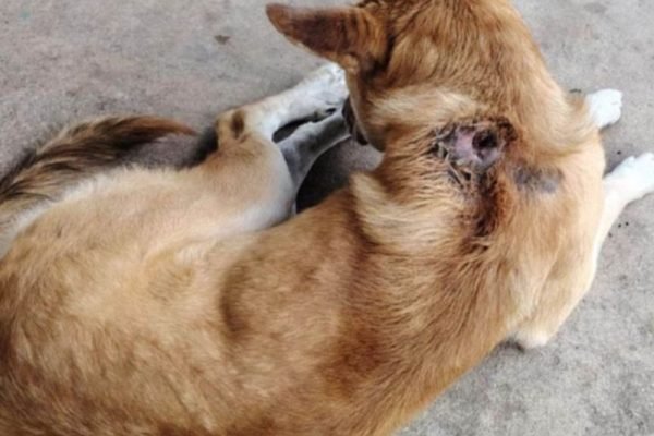 confirman-caso-de-gusano-barrenador-en-perro-se-mantiene-en-alerta-inicial-726858