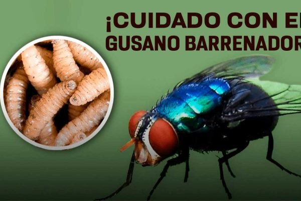 destacada-gusano-barrenador
