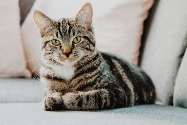gato-erik-jan-leusink-ibpxglgjimi-unsplash_21d35523_1280x853