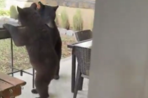 imagen_2026-01-12_181116519