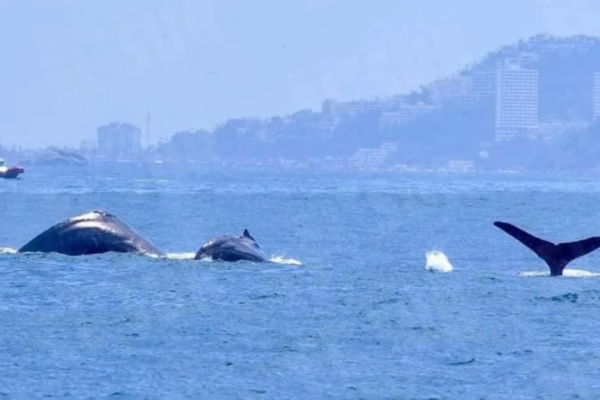 imagen_2026-03-15_135845322