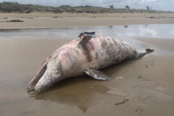 imagen_2026-03-15_143438399