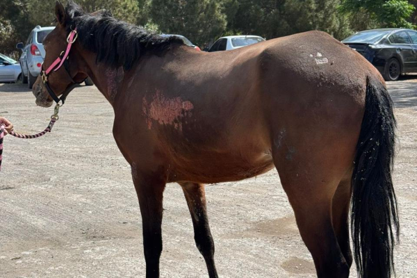 imagen_2026-04-08_084252102