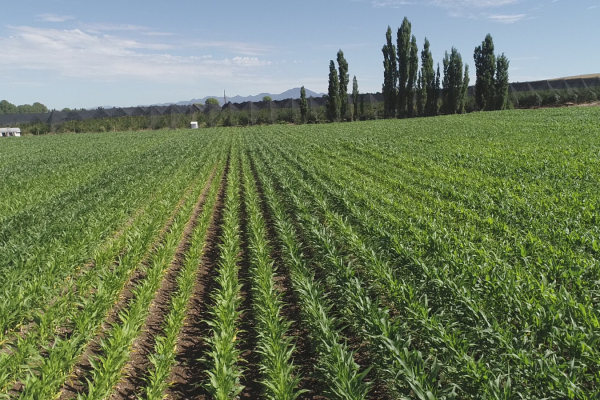 imagen_2026-04-11_033327371