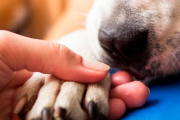 imagen_2026-04-25_043451557