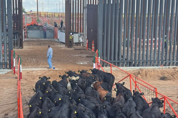 imagen_2026-09-25_085417536
