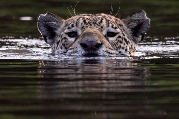 perdida-forestal-caceria-urbanizacion-amenazan