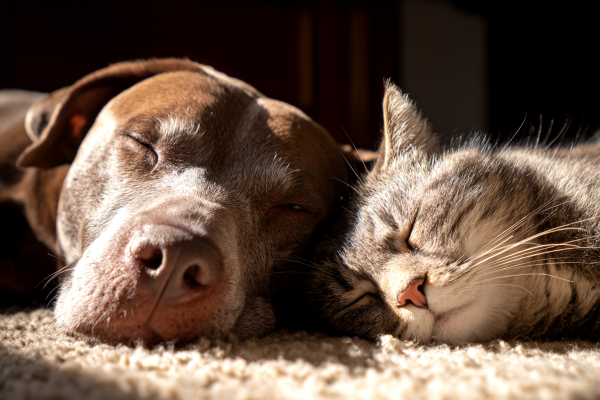 perro-y-gato-anciano-scaled-1