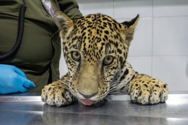 principal_jaguar