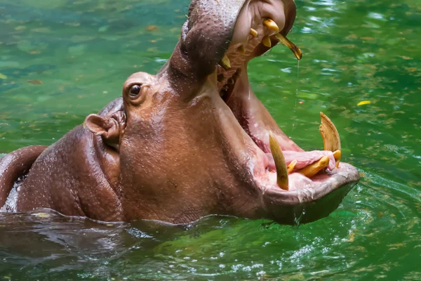 que-comen-hipopotamos-otras-diez-curiosidades-estos-animales_98