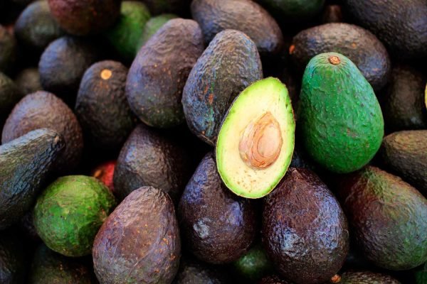 regaber_cultivos_frutales_aguacate_02