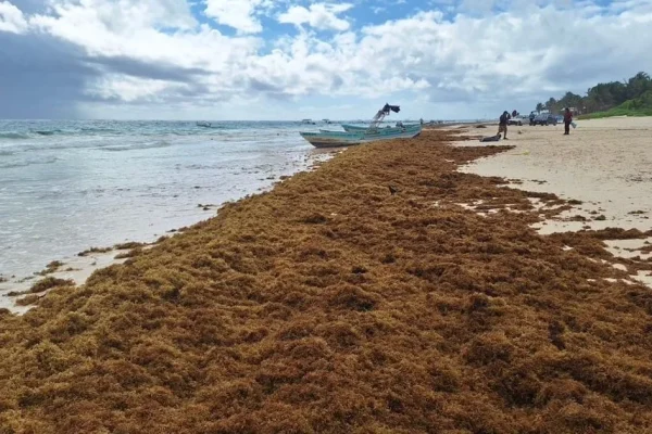 se-adelanta-arribazon-de-sargazo-en-costas-de-quintana-roo_9bfb8501-21c6-4ba8-8ed2-8f47ce6667b0_medialjnredespreviewcrop