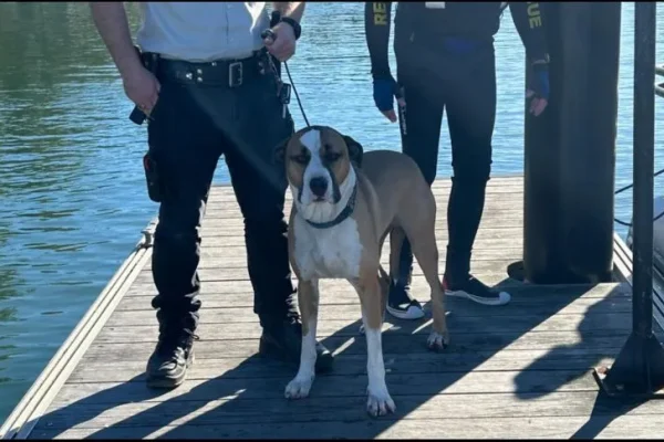 viral_rescatan_a_un_perrito_arrastrado_por_el_mar_que_nadx_casi_1_km_hasta_una_isla_en_australia_version1780419261969.jpg_895598314